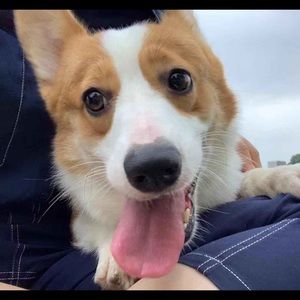 Meet your Posher, Lei